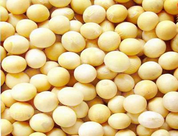 高產大豆種子的主要成分